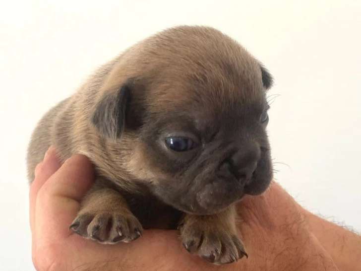 Chiot femelle Bouledogue Français bleu fawn tan non LOF de juin 2026 à vendre