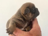 Chiot femelle Bouledogue Français bleu fawn tan non LOF de juin 2026 à vendre