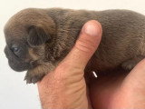 Chiot femelle Bouledogue Français bleu fawn tan non LOF de juin 2026 à vendre