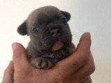 Chiot mâle Bouledogue Français bleu fawn non LOFde juin 2026 à réserver