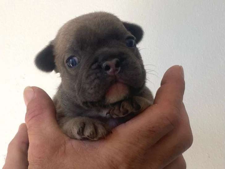 Chiot mâle Bouledogue Français bleu fawn non LOFde juin 2026 à réserver