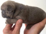 Chiot mâle Bouledogue Français bleu fawn non LOFde juin 2026 à réserver