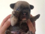 Chiot mâle Bouledogue Français bleu fawn non LOFde juin 2026 à réserver