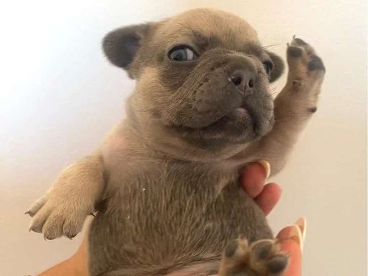 Chiot femelle Bouledogue Français bleu tan de juin 2026 à réserver non LOF