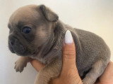 Chiot femelle Bouledogue Français bleu tan de juin 2026 à réserver non LOF