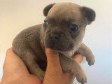 Chiot femelle Bouledogue Français bleu tan de juin 2026 à réserver non LOF