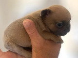 Chiot femelle Bouledogue Français bleu fawn non LOF à réserver, née en juin 2026