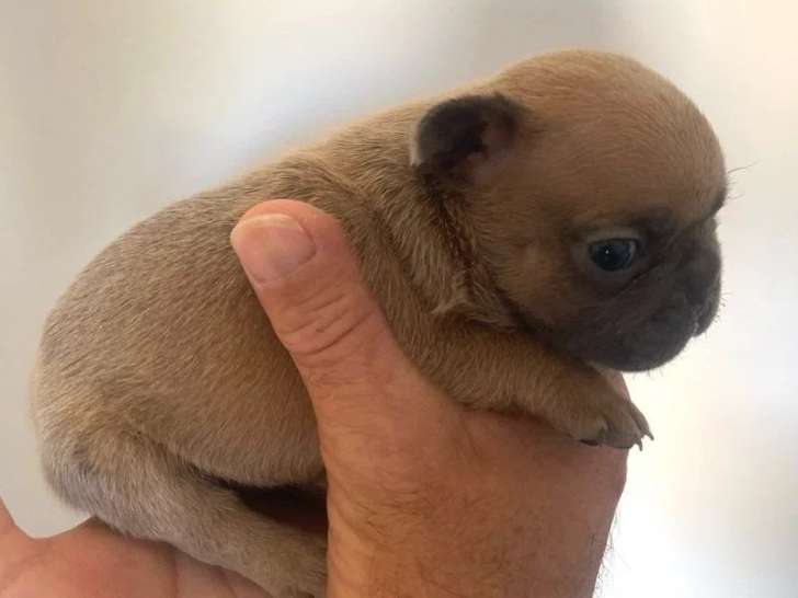 Chiot femelle Bouledogue Français bleu fawn non LOF à réserver, née en juin 2026