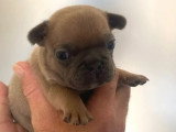 Chiot femelle Bouledogue Français bleu fawn non LOF à réserver, née en juin 2026