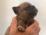 Chiot femelle Bouledogue Français bleu fawn non LOF à réserver, née en juin 2026