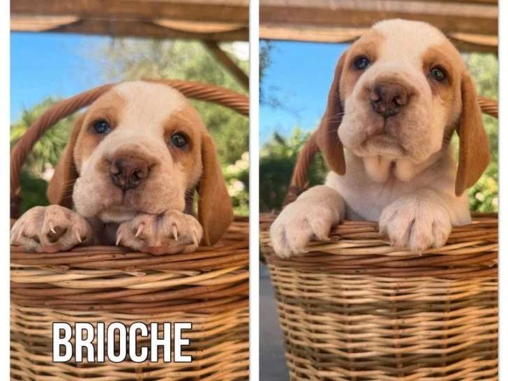 4 chiots Beagle lemon mâles LOF nés en mai 2026 à réserver