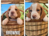 4 chiots Beagle lemon mâles LOF nés en mai 2026 à réserver