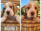 4 chiots Beagle lemon mâles LOF nés en mai 2026 à réserver