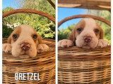 4 chiots Beagle lemon mâles LOF nés en mai 2026 à réserver