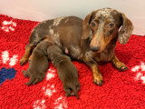 Chiots Teckel Kaninchen mâles chocolat LOF à vendre