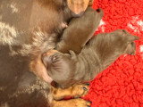 Chiots Teckel Kaninchen mâles chocolat LOF à vendre