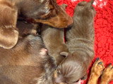 Chiots Teckel Kaninchen mâles chocolat LOF à vendre