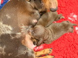 Chiots Teckel Kaninchen mâles chocolat LOF à vendre