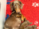 Chiots Teckel Kaninchen mâles chocolat LOF à vendre