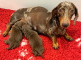 Chiots Teckel Kaninchen mâles chocolat LOF à vendre