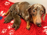 Chiots Teckel Kaninchen mâles chocolat LOF à vendre