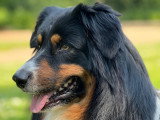 Mâle Berger Australien LOF disponible pour saillie