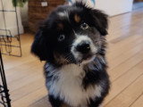 Mâle Berger Australien LOF disponible pour saillie