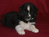 Chiots Berger Australien LOF à vendre