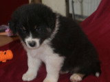 Chiots Berger Australien LOF à vendre