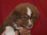 Chiots Berger Australien LOF à vendre