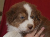 Chiots Berger Australien LOF à vendre