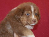 Chiots Berger Australien LOF à vendre
