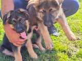 Chiots de type Berger Allemand à Poil Long à vendre (3 femelles & 3 mâles)