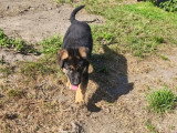 Chiots de type Berger Allemand à Poil Long à vendre (3 femelles & 3 mâles)