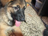 Chiots de type Berger Allemand à Poil Long à vendre (3 femelles & 3 mâles)