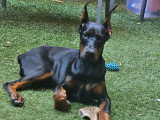 Chiot femelle Dobermann à vendre