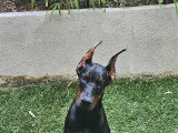 Chiot femelle Dobermann à vendre