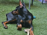 Chiot femelle Dobermann à vendre