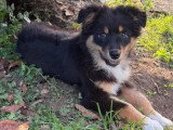 Chiot femelle Berger Australien non LOF né en mars 2026 à vendre