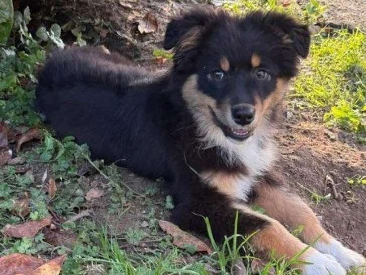 Chiot femelle Berger Australien non LOF né en mars 2026 à vendre