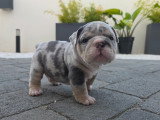 Robbie mâle bleu merle tan