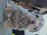 Carter mâle bleu merle tan