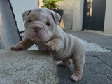 Howidee mâle lilac merle tan