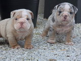 Chiots New English Bulldog à vendre