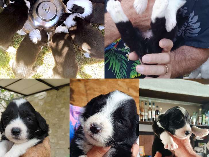 Chiots Bearded Collie LOF à vendre