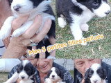 Chiots Bearded Collie LOF à vendre