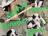 Chiots Bearded Collie LOF à vendre