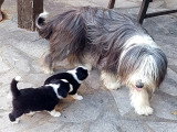Les chiots et leur maman