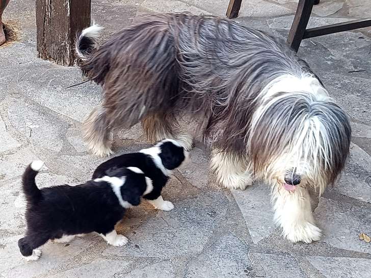 Chiots Bearded Collie LOF à vendre