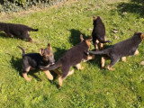 Chiotss Berger Allemand à vendre (5 femelles & 2 mâles)